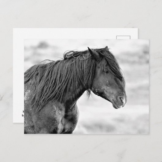 McCullough Peaks Wild Horses Briefkaart (Voorkant / Achterkant)