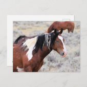 McCullough Peaks Wild Horses Briefkaart (Voorkant / Achterkant)