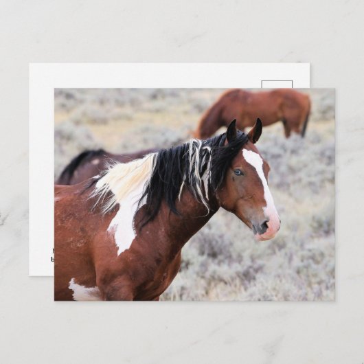 McCullough Peaks Wild Horses Briefkaart (Voorkant / Achterkant)