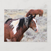McCullough Peaks Wild Horses Briefkaart (Voorkant)