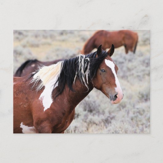 McCullough Peaks Wild Horses Briefkaart (Voorkant)