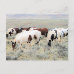 McCullough Peaks Wild Horses Briefkaart