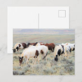 McCullough Peaks Wild Horses Briefkaart (Voorkant / Achterkant)