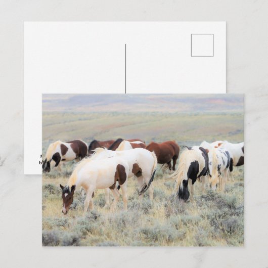 McCullough Peaks Wild Horses Briefkaart (Voorkant / Achterkant)