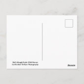 McCullough Peaks Wild Horses Briefkaart (Achterkant)