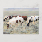 McCullough Peaks Wild Horses Briefkaart (Voorkant)