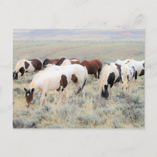 McCullough Peaks Wild Horses Briefkaart (Voorkant)