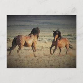 McCullough Peaks Wild Horses Briefkaart