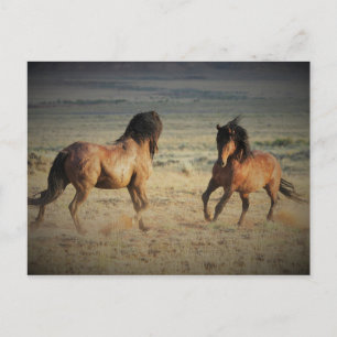 McCullough Peaks Wild Horses Briefkaart