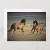 McCullough Peaks Wild Horses Briefkaart (Voorkant / Achterkant)