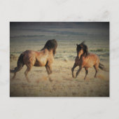 McCullough Peaks Wild Horses Briefkaart (Voorkant)