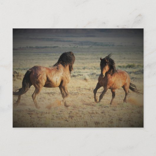 McCullough Peaks Wild Horses Briefkaart (Voorkant)