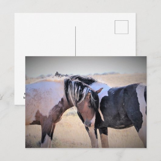 McCullough Peaks Wild Horses Briefkaart (Voorkant / Achterkant)