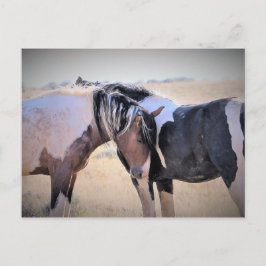 McCullough Peaks Wild Horses Briefkaart