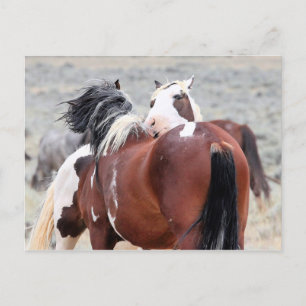 McCullough Peaks Wild Horses Briefkaart