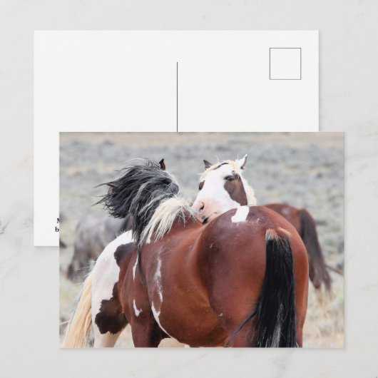 McCullough Peaks Wild Horses Briefkaart (Voorkant / Achterkant)
