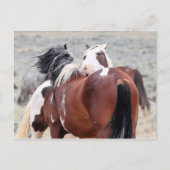 McCullough Peaks Wild Horses Briefkaart (Voorkant)
