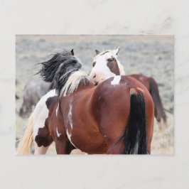 McCullough Peaks Wild Horses Briefkaart
