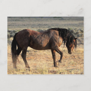 McCullough Peaks Wild Horses Briefkaart