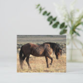 McCullough Peaks Wild Horses Briefkaart (Staand voorkant)