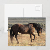 McCullough Peaks Wild Horses Briefkaart (Voorkant / Achterkant)
