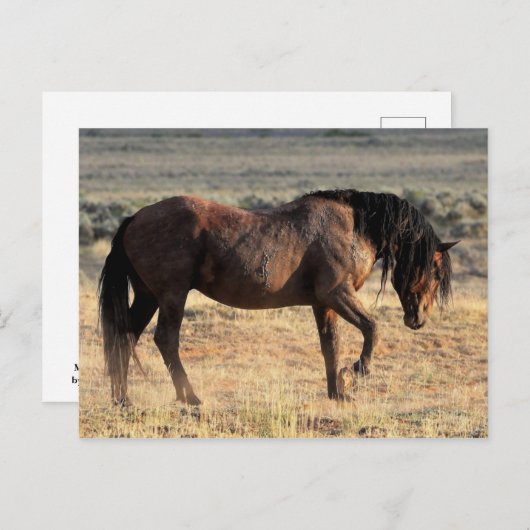 McCullough Peaks Wild Horses Briefkaart (Voorkant / Achterkant)