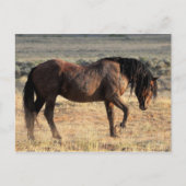 McCullough Peaks Wild Horses Briefkaart (Voorkant)