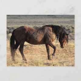 McCullough Peaks Wild Horses Briefkaart