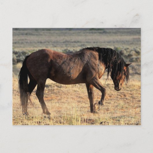 McCullough Peaks Wild Horses Briefkaart (Voorkant)