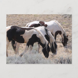 McCullough Peaks Wild Horses Briefkaart