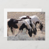 McCullough Peaks Wild Horses Briefkaart (Voorkant / Achterkant)