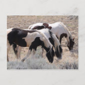 McCullough Peaks Wild Horses Briefkaart (Voorkant)