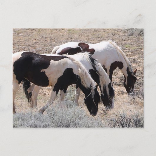 McCullough Peaks Wild Horses Briefkaart (Voorkant)