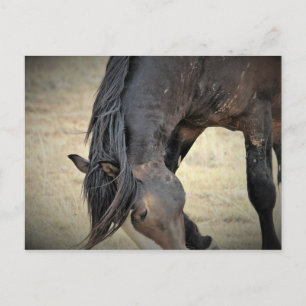 McCullough Peaks Wild Horses Briefkaart