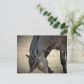 McCullough Peaks Wild Horses Briefkaart (Staand voorkant)