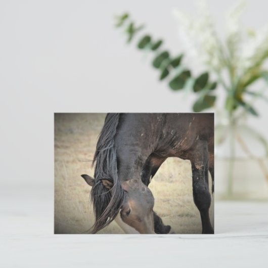 McCullough Peaks Wild Horses Briefkaart (Staand voorkant)