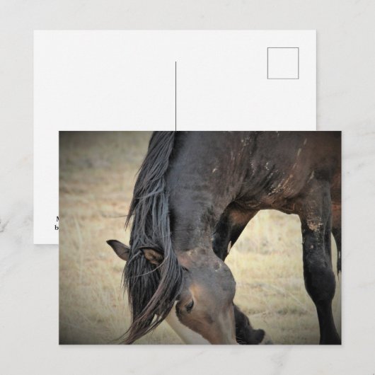 McCullough Peaks Wild Horses Briefkaart (Voorkant / Achterkant)