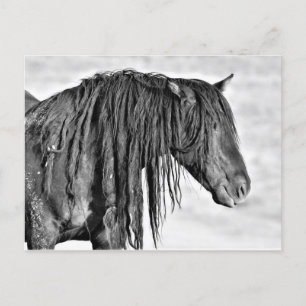 McCullough Peaks Wild Horses Briefkaart