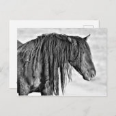McCullough Peaks Wild Horses Briefkaart (Voorkant / Achterkant)