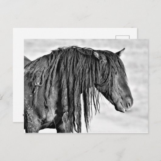 McCullough Peaks Wild Horses Briefkaart (Voorkant / Achterkant)