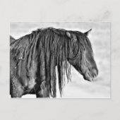 McCullough Peaks Wild Horses Briefkaart (Voorkant)