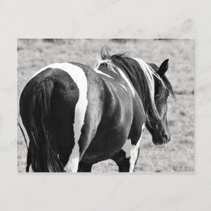 McCullough Peaks Wild Horses Briefkaart