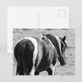 McCullough Peaks Wild Horses Briefkaart (Voorkant / Achterkant)