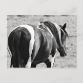 McCullough Peaks Wild Horses Briefkaart (Voorkant)