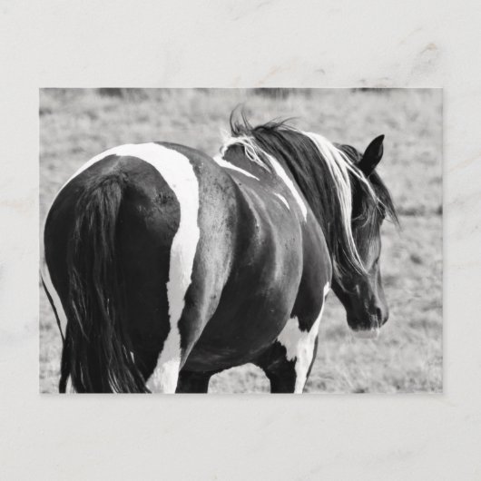 McCullough Peaks Wild Horses Briefkaart (Voorkant)