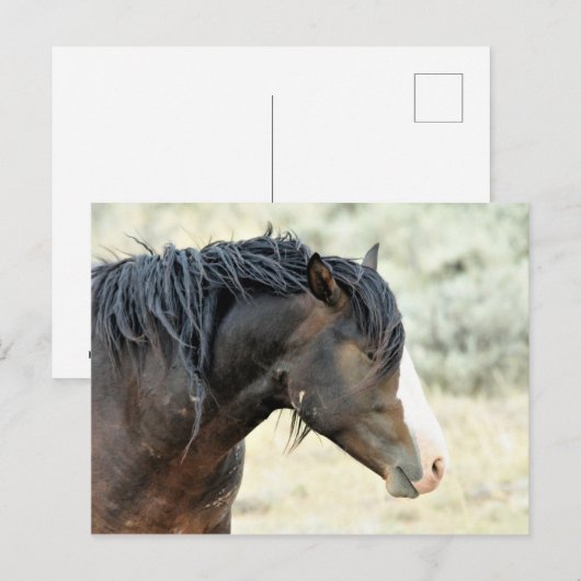 McCullough Peaks Wild Horses Briefkaart (Voorkant / Achterkant)