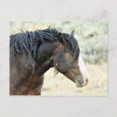 McCullough Peaks Wild Horses Briefkaart (Voorkant)