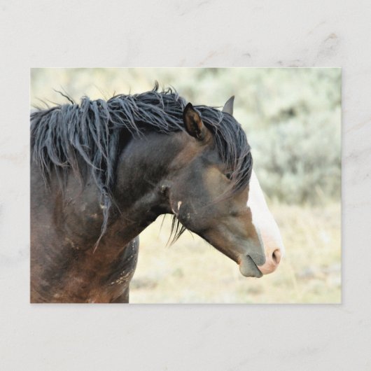 McCullough Peaks Wild Horses Briefkaart (Voorkant)