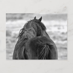 McCullough Peaks Wild Horses Briefkaart