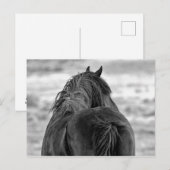 McCullough Peaks Wild Horses Briefkaart (Voorkant / Achterkant)